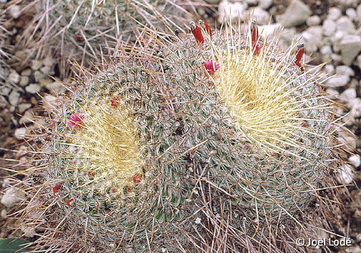 Mammillaria muehlenpfordtii JLcoll.2853